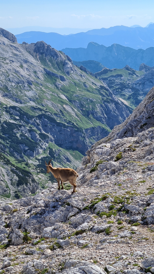 Mountain goats in the Julian Alps