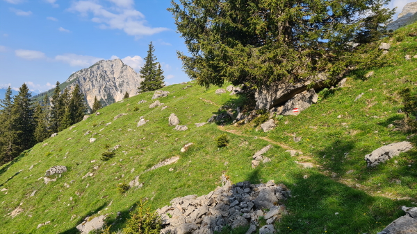 A grassy path meanders through grassy hillside and around a try. Behind is the distinctive mountain peak of Ebner Joch