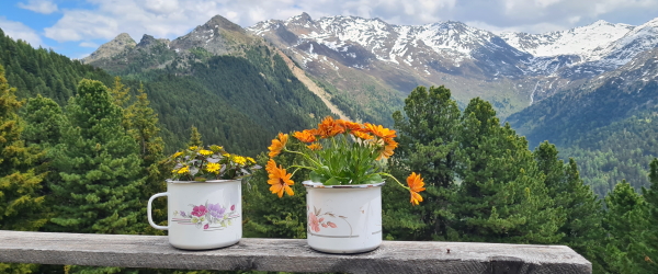 View of the Tux Alps from the Boscheben Hut