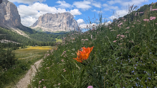 Scenic meadows with summer flowers. Behind is the Sassolungo group.