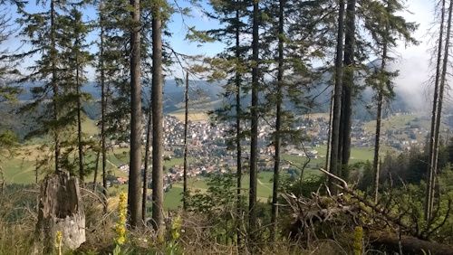 Typical scenery through woodland from stage 4 on the Jura Crest Trail