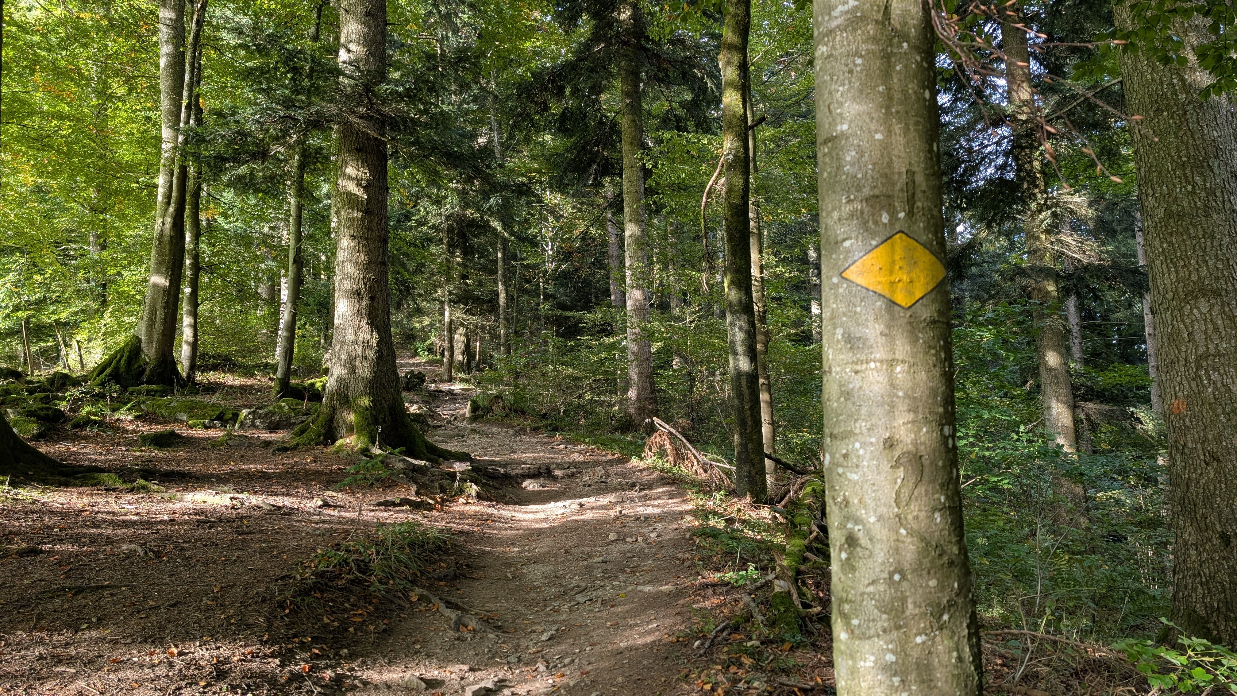 Typical forest path on the Jura Crest Trail
