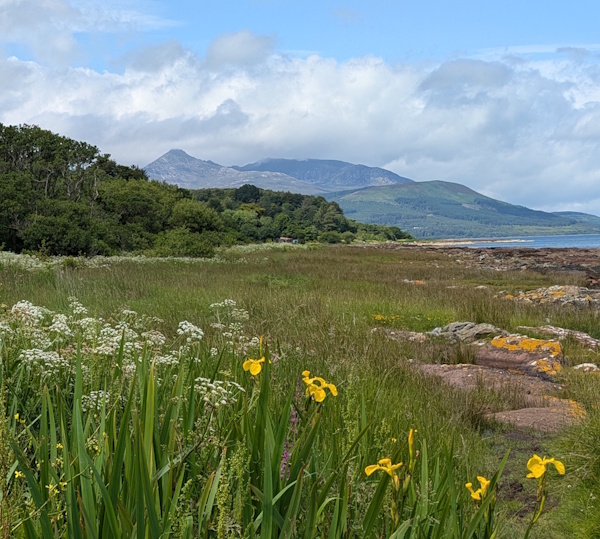 View across wildflowers to Goatfell