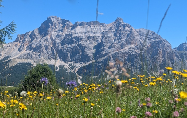 Pralongia Platau high alpine meadow in the Dolomites