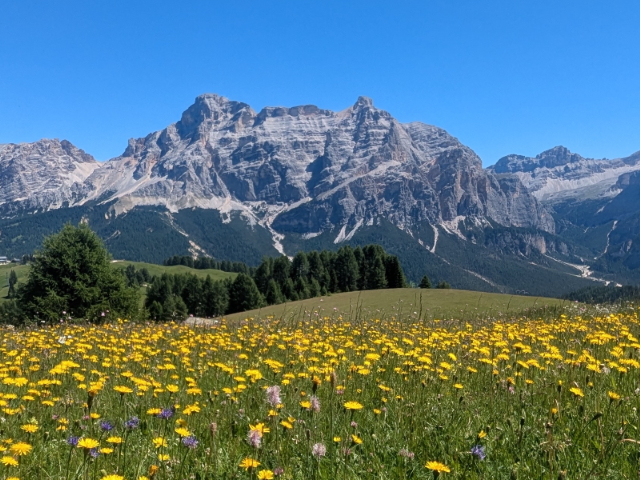 Pralongia Platau high alpine meadow in the Dolomites