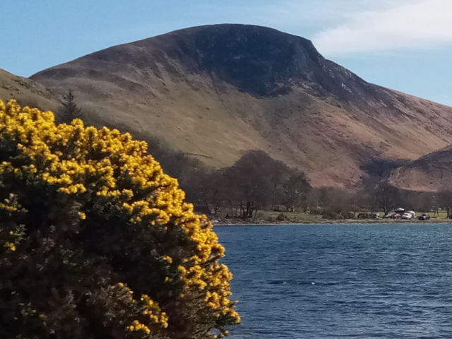 Gorse on the Arran Coastal Way, Scotland