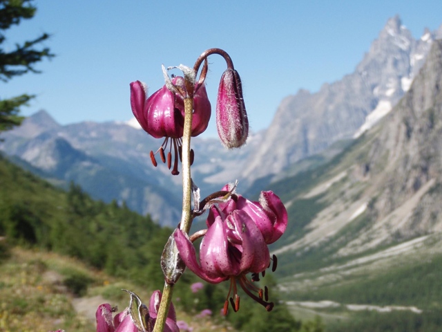 Martagon lily in Switzerland