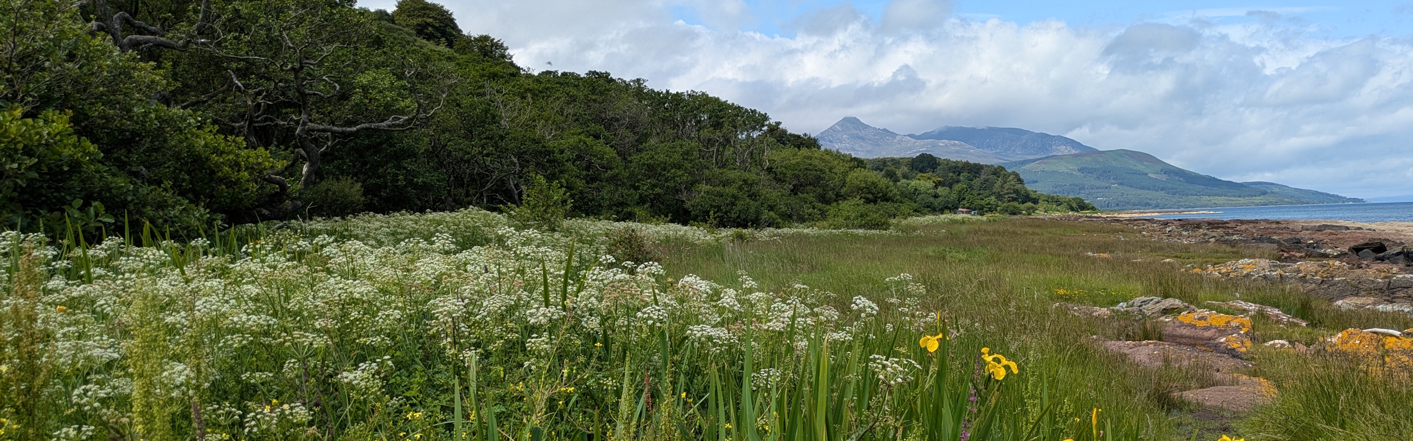 Across wildflowers to Goatfell