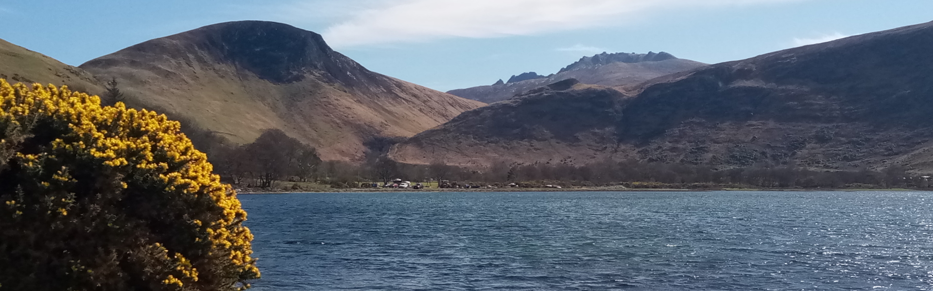 Gorse on the Arran Coastal Way, Scotland