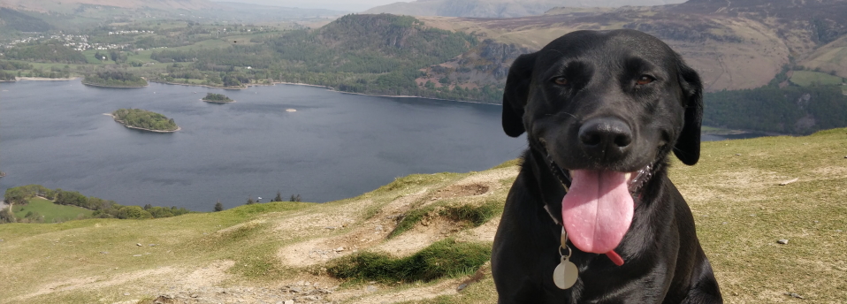 Poppy the dog on Catbells with Derwentwater behind, Lake District, England