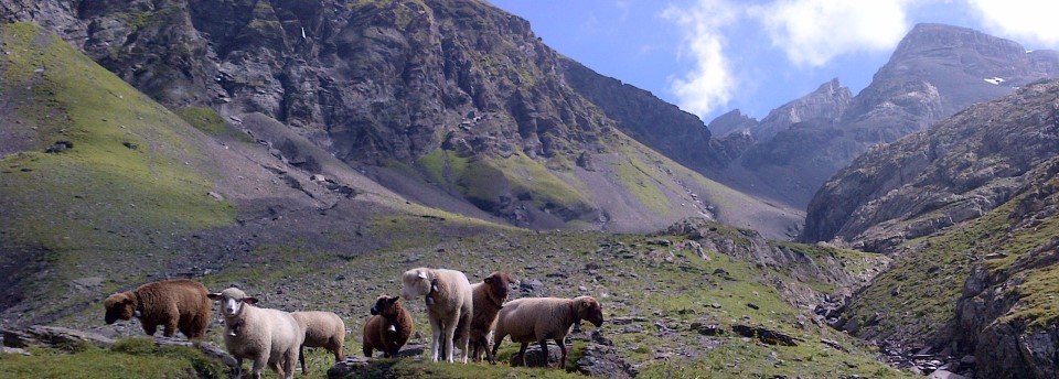 Sheep on the Sefinafurgga Pass