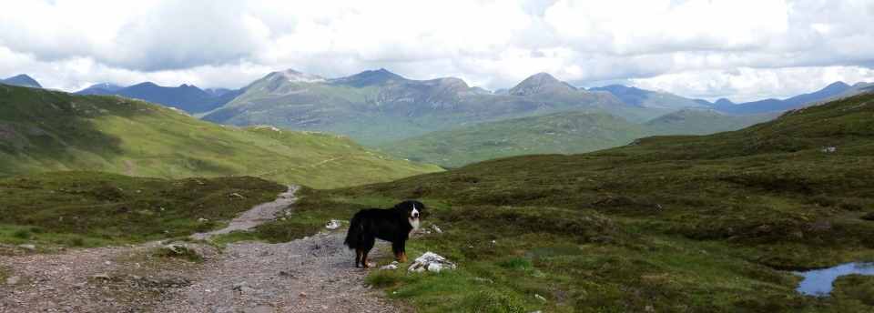 Dog at the Devil's Staircase