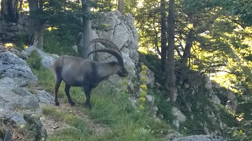 A bouquetin in the Jura on the day to La Combaz