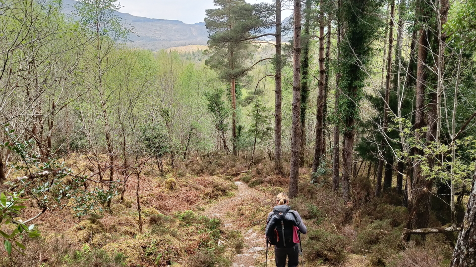 Dropping beside trees on the stage to Glenbeigh