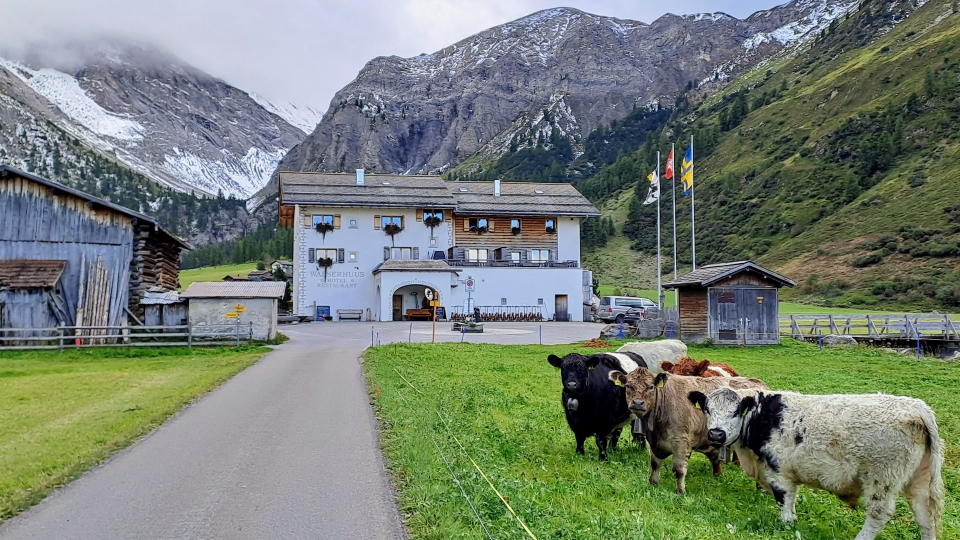 Cows watching as we walk in Sertig