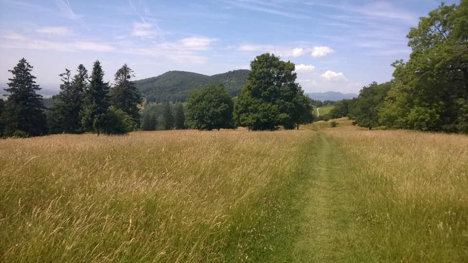A grassy path through a field in the Jura