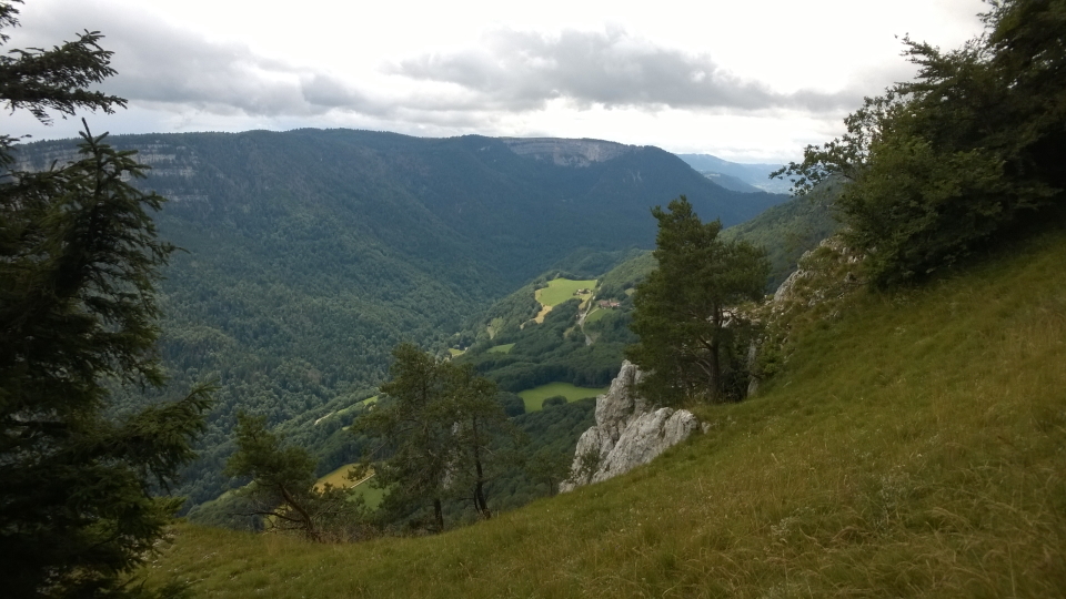 A green field in a wooded Jura landscape