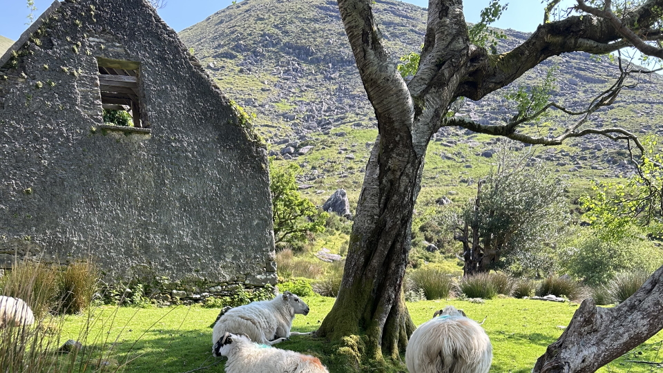 Sheep in the Black Valley
