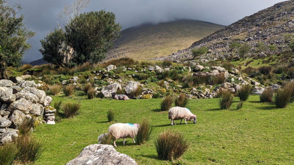 Sheep in the Black Valley on the Kerry Way