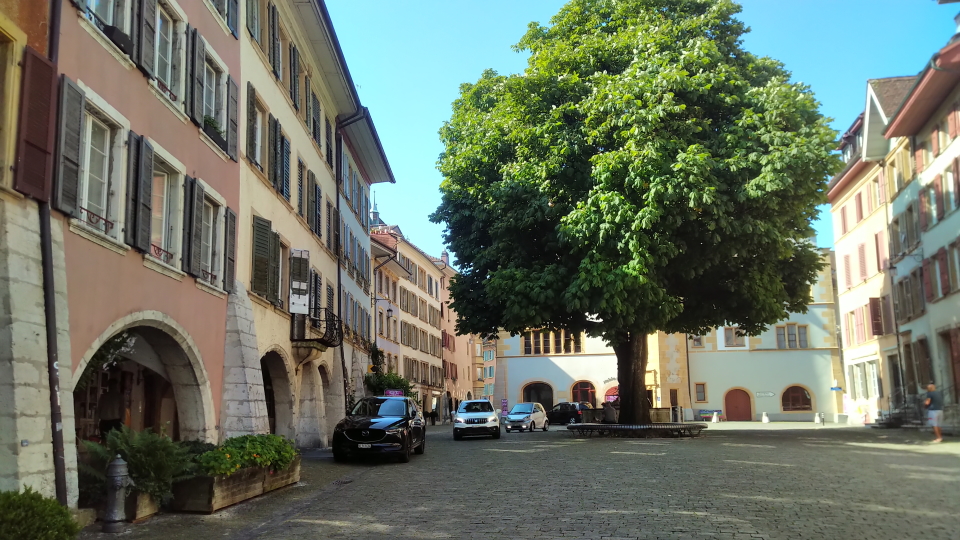 The big tree in the old town of Biel in Switzerland