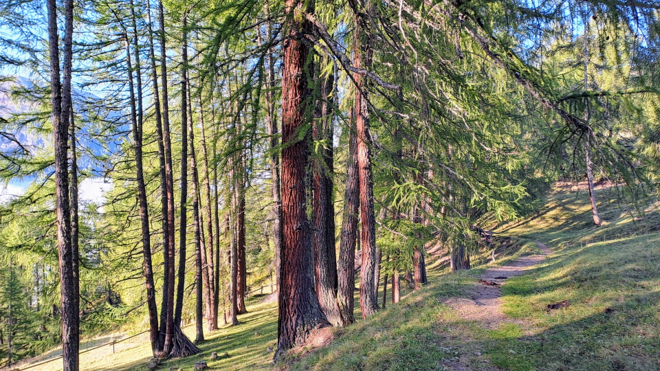 Trees on the walk from Zuoz to Bever