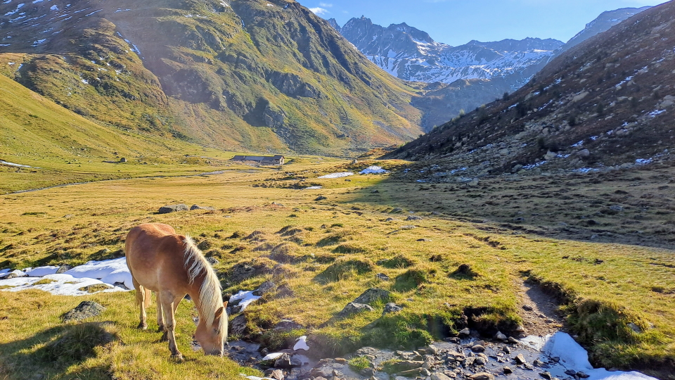 A horse in the Val Funtauna