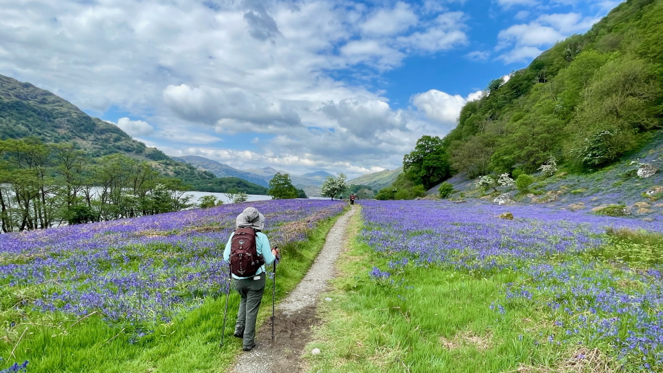 A field of bluebells on the West Highland Way