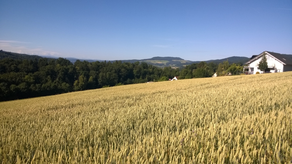 A wheat field in the Swiss Jura