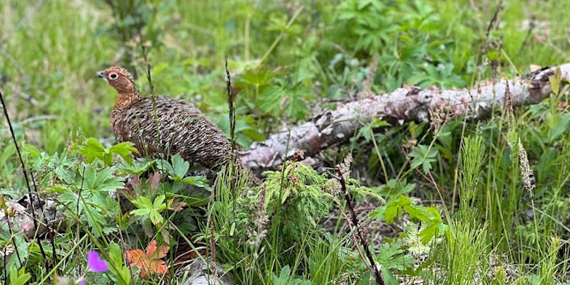 Wild animals can be spotted throughout the trek